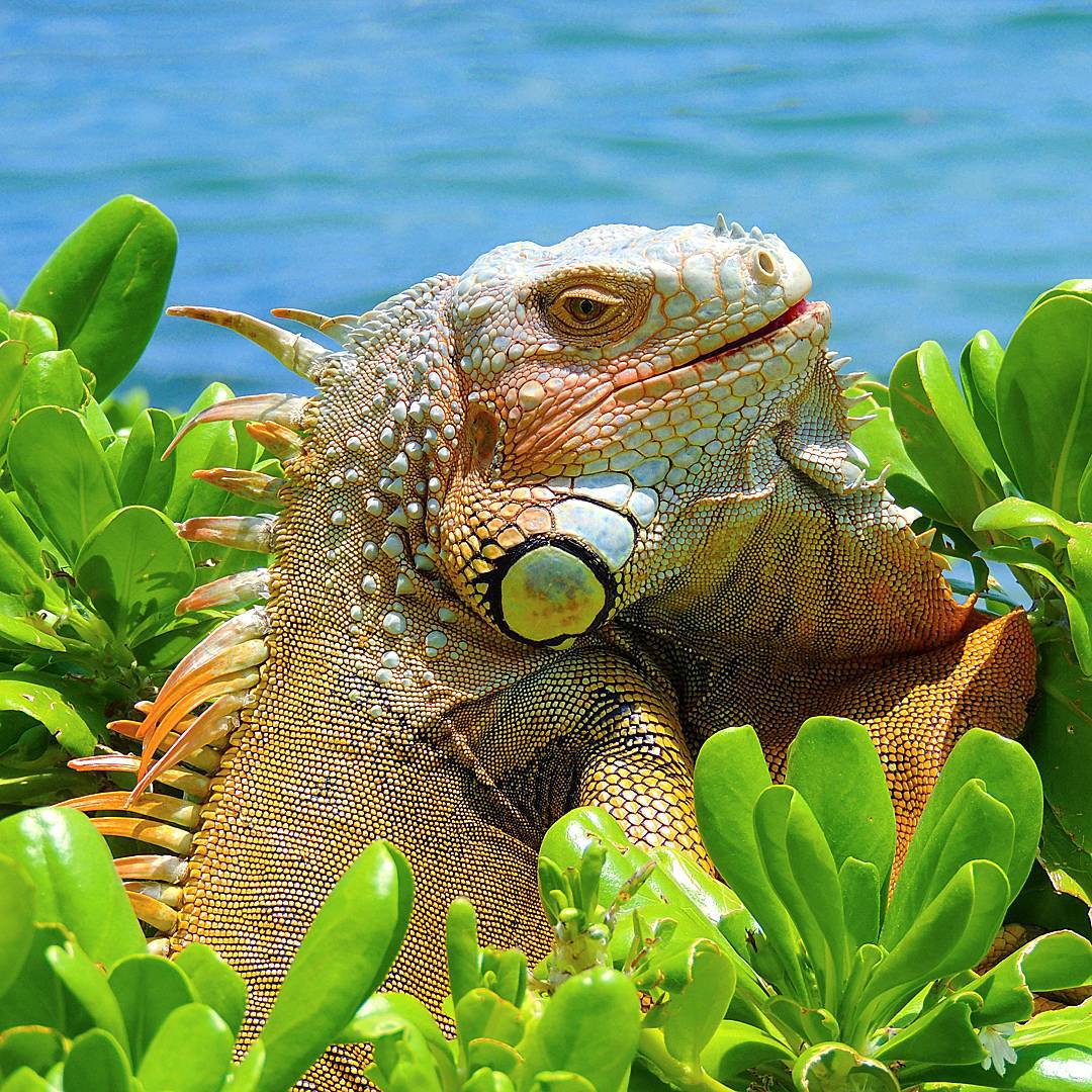 A Key West Iguana