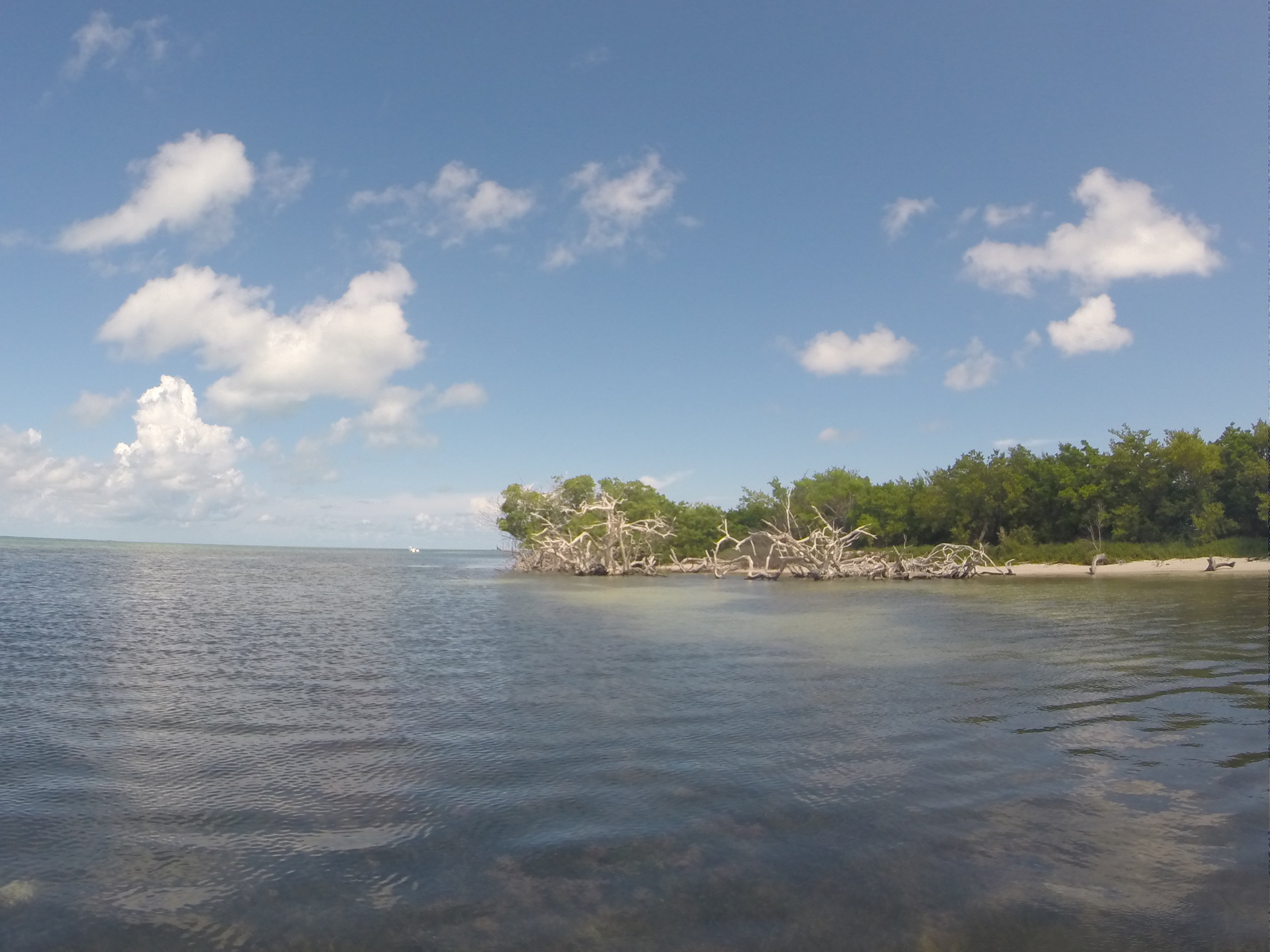 Mangrove Snags at Boca.JPG