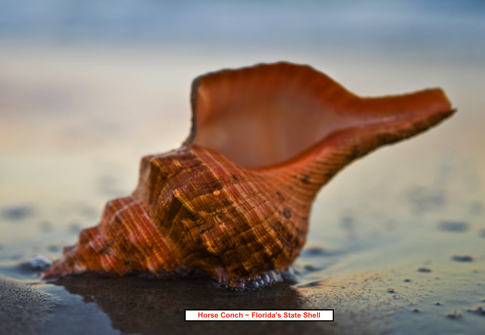 Horse Conch.png
