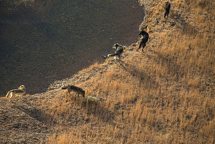 _199_Rewilding-—-does-it-need-a-rethink.jpeg