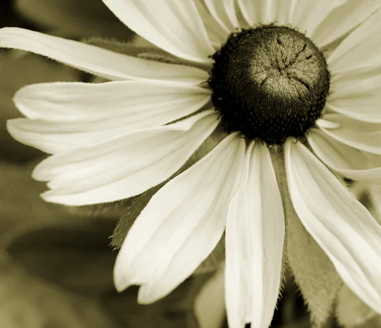 flower 1
