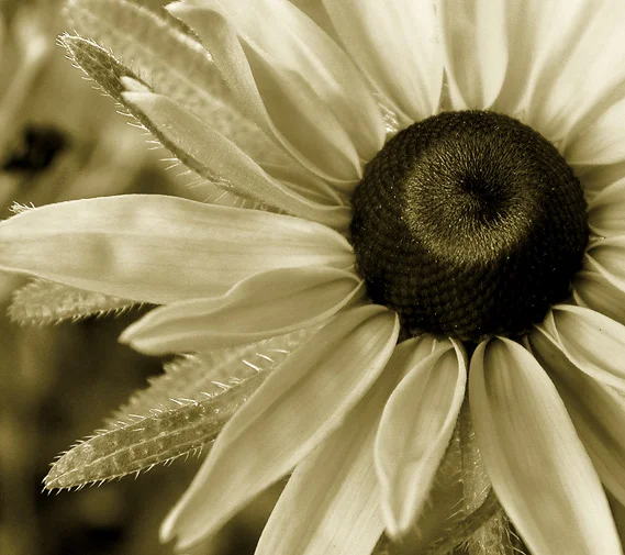 flower 3
