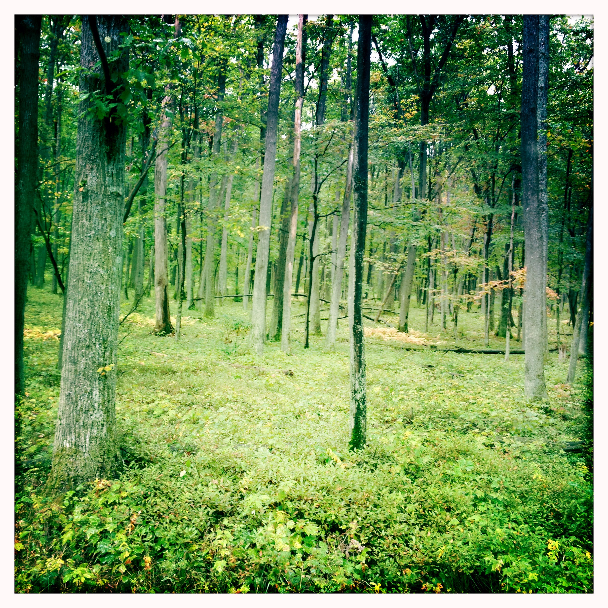 Allegheny Forest