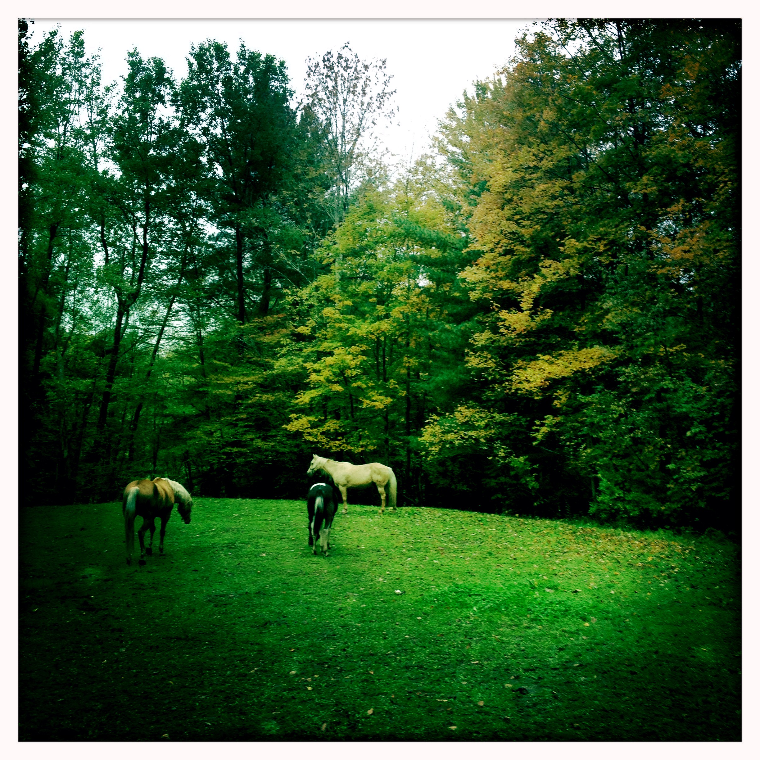 Allegheny Forest