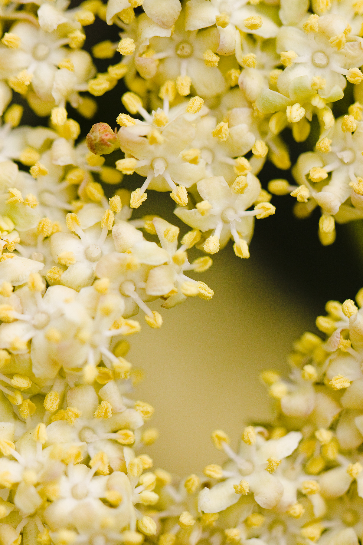 HOAG YELLOW