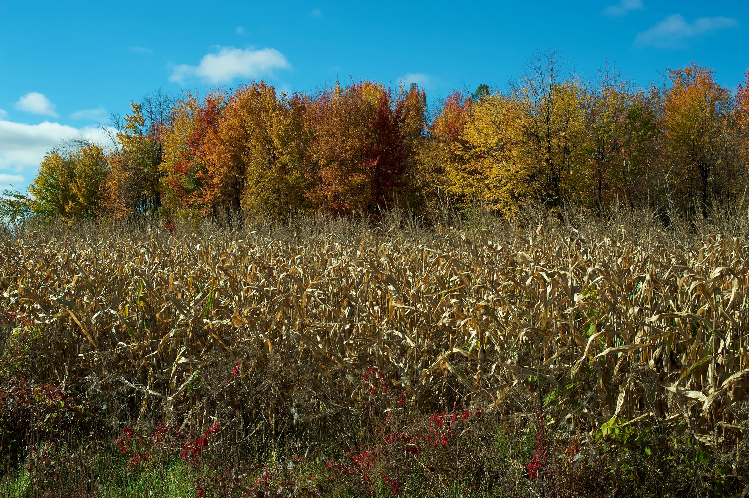 Landscapes  [PT] 05.jpg