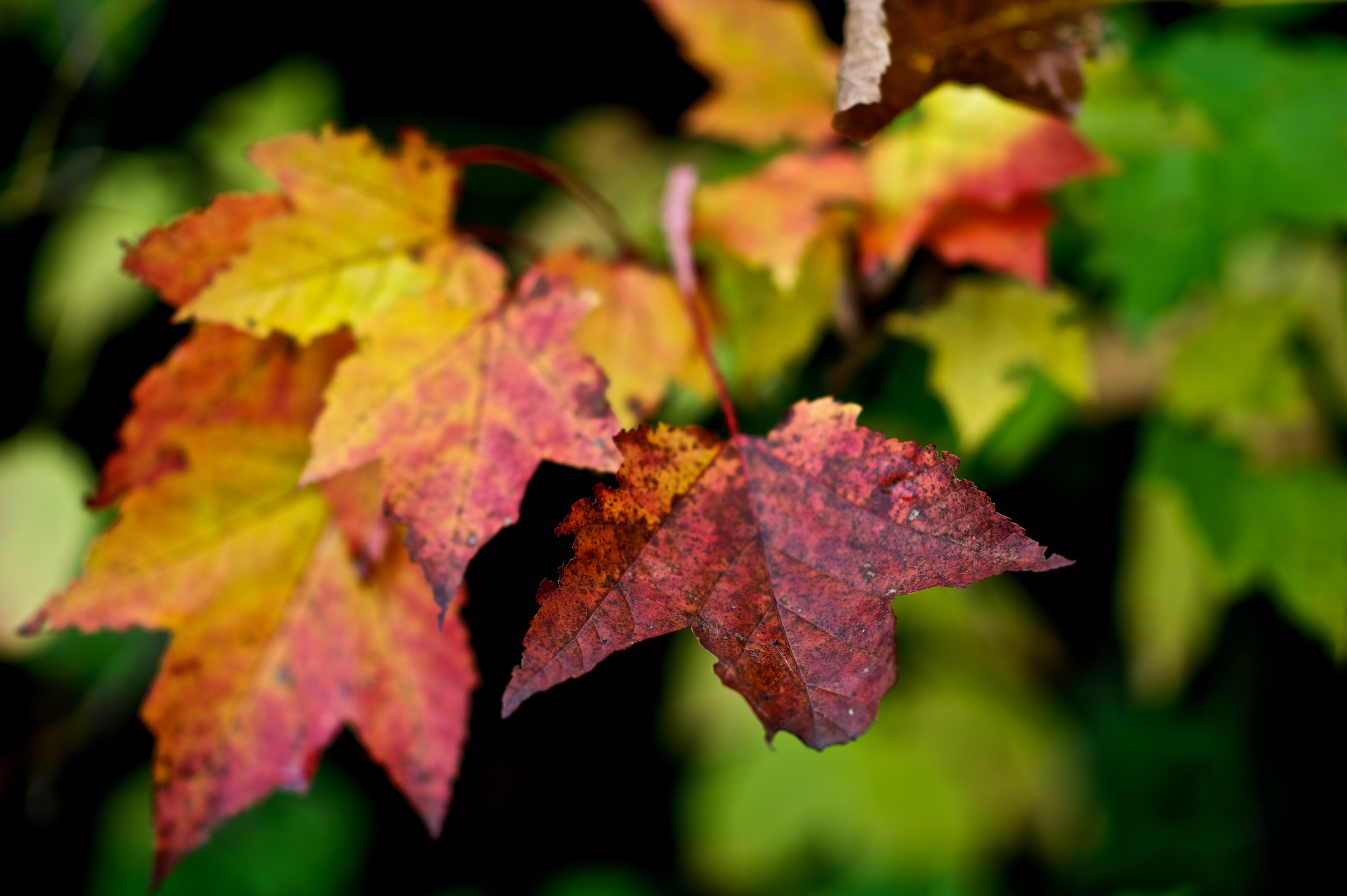 _DSC4298.jpg