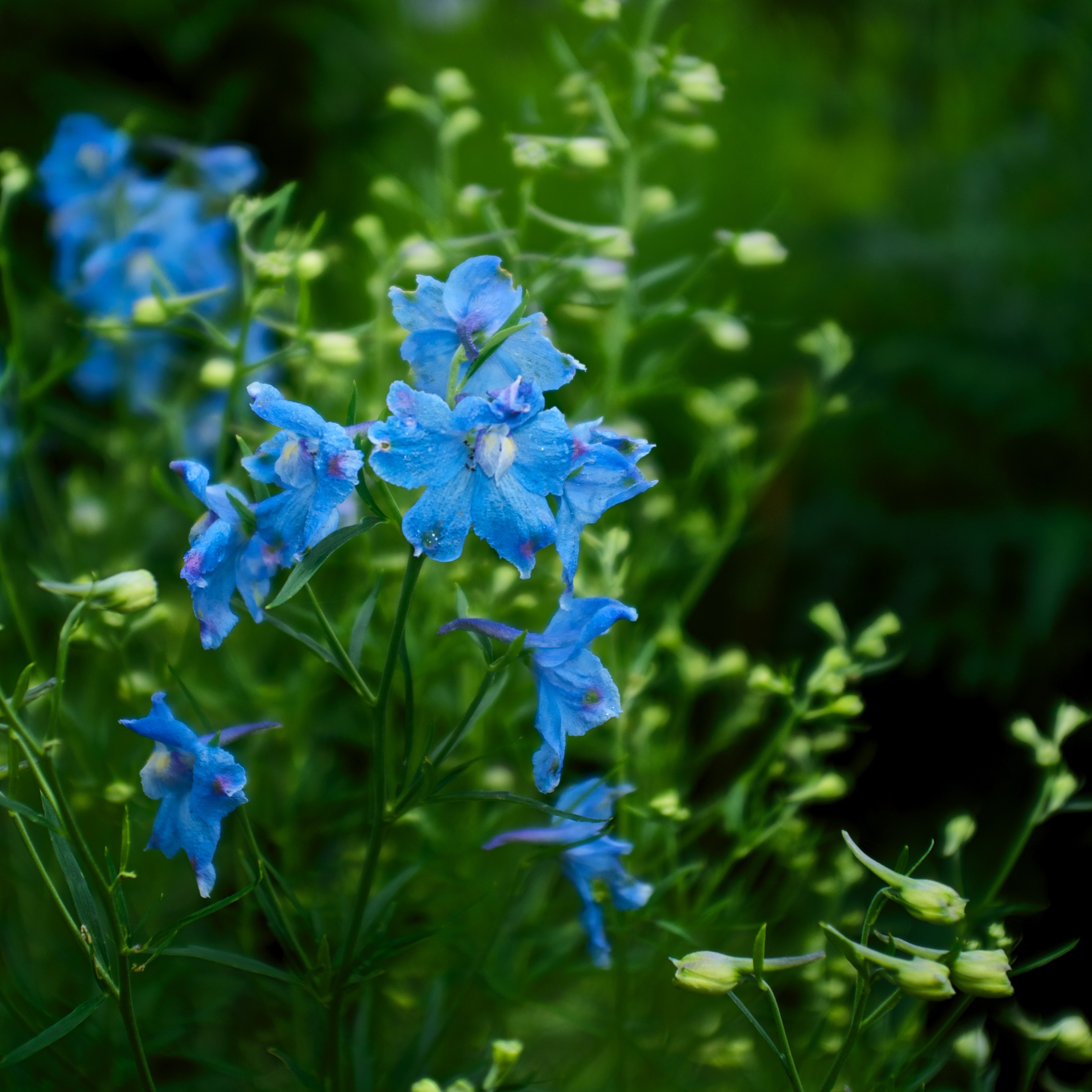 DSCF3666.jpg