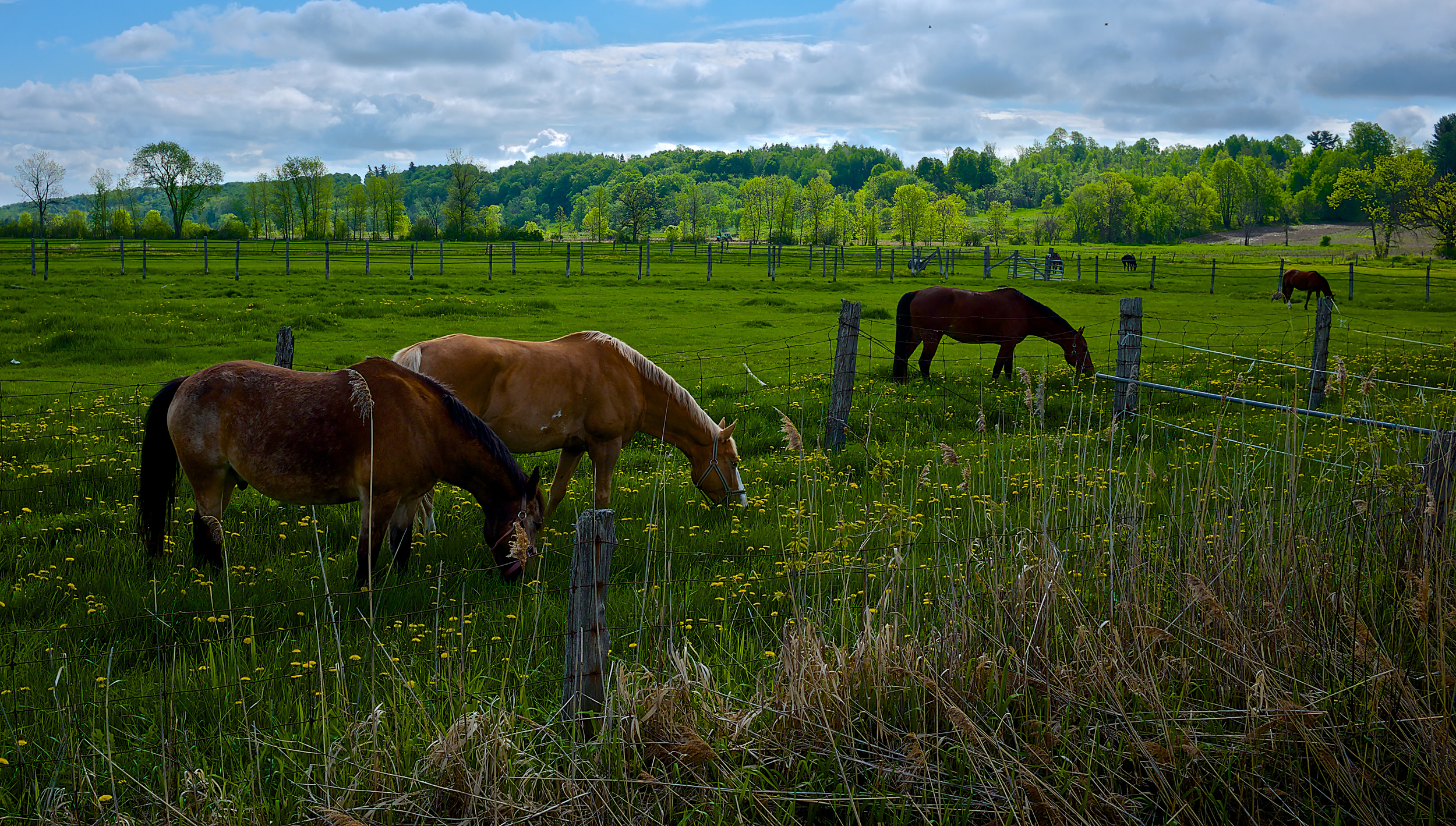 DSCF5418.jpg