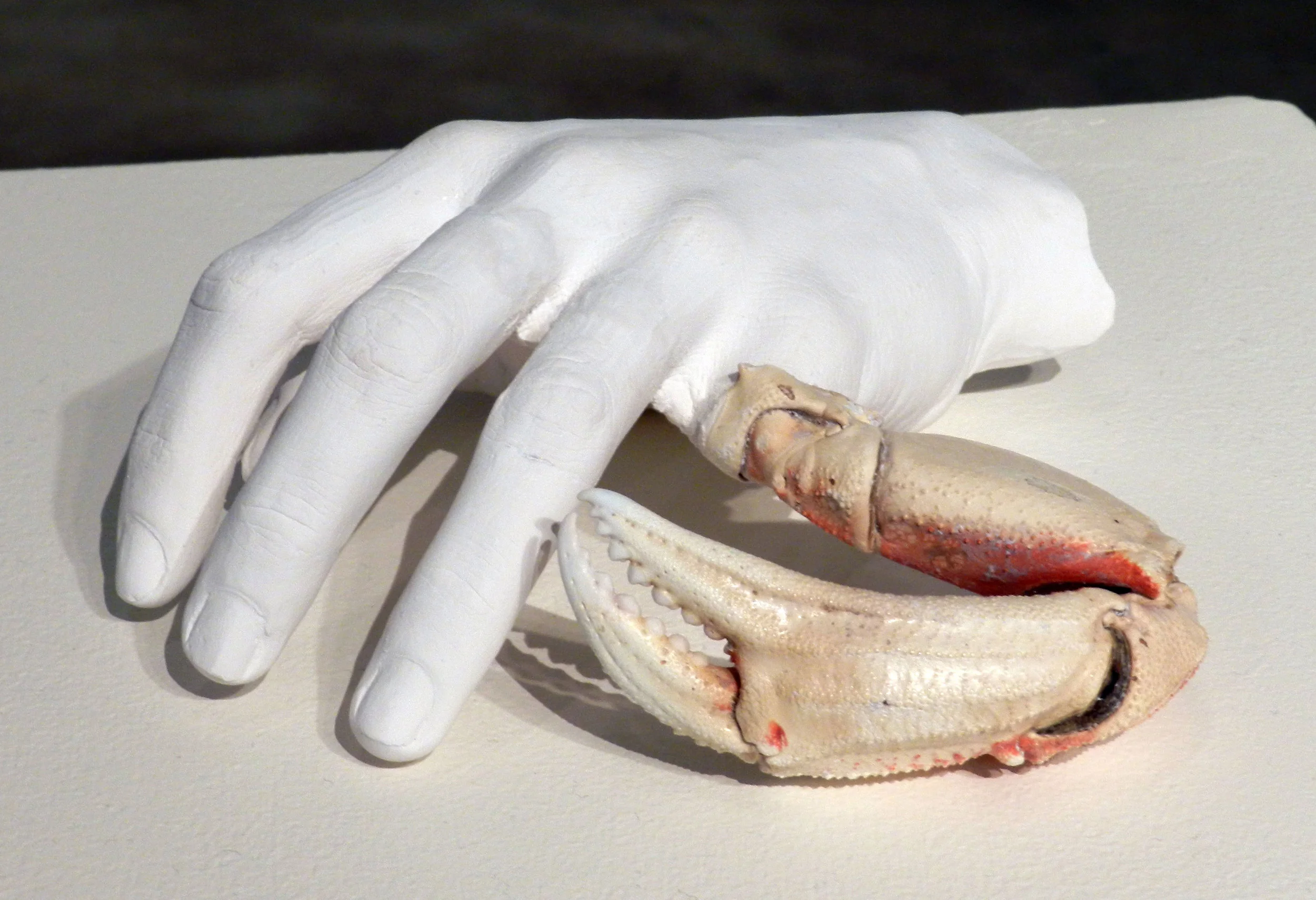 Pincer hydrostone and found crab claw 6" x 2" x 4.5" 2012 We
are messy creatures made of meat and fluids; I take this mess and
present it in a formal way. I am interested in the inherent tension
between strength and vulnerability. In my sculpture, I offer the most
delicate pieces of myself, and through this I assert my strength as a
young woman who is just discovering what her hands can do for her head.
