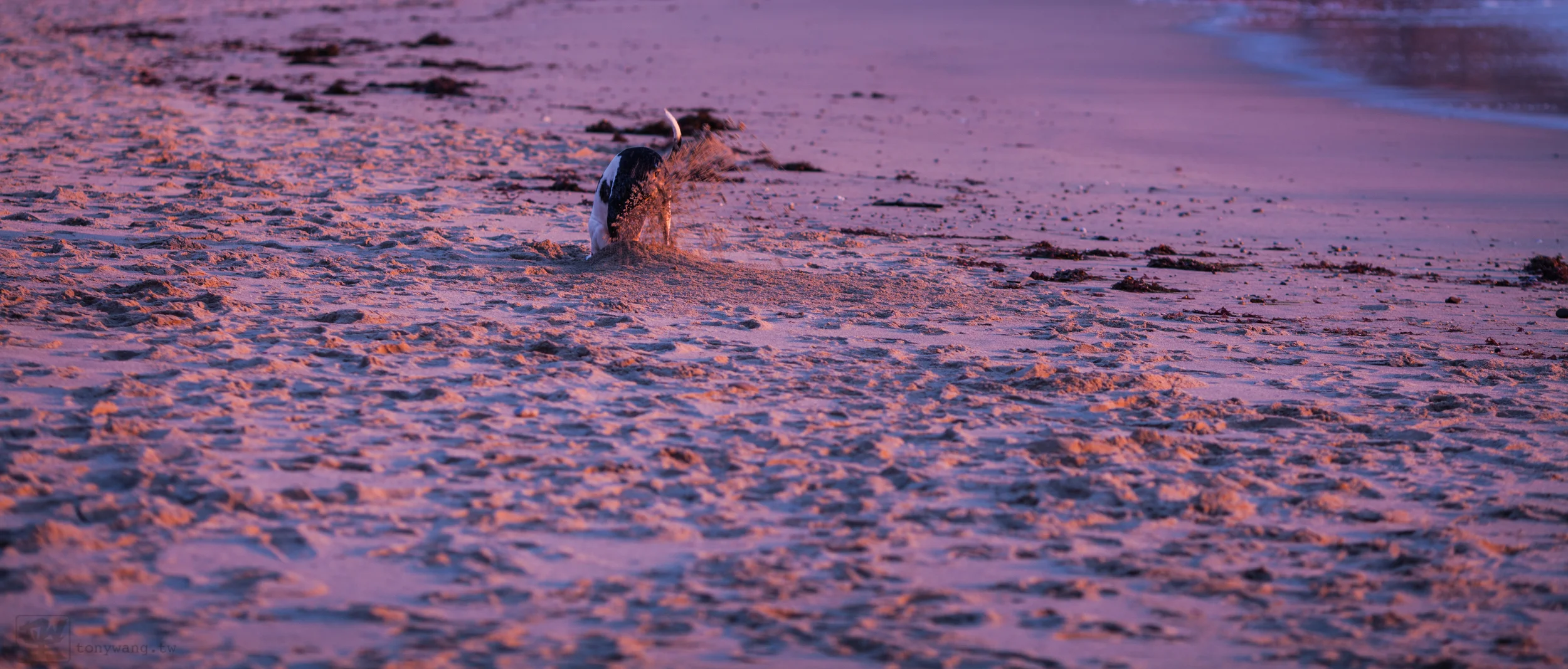 I've never seen a dog dig so fast on the beach before.. I had to take the shot