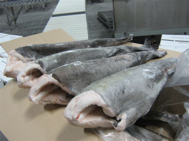 black cod.JPG