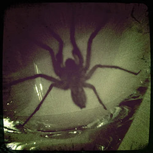 Spider