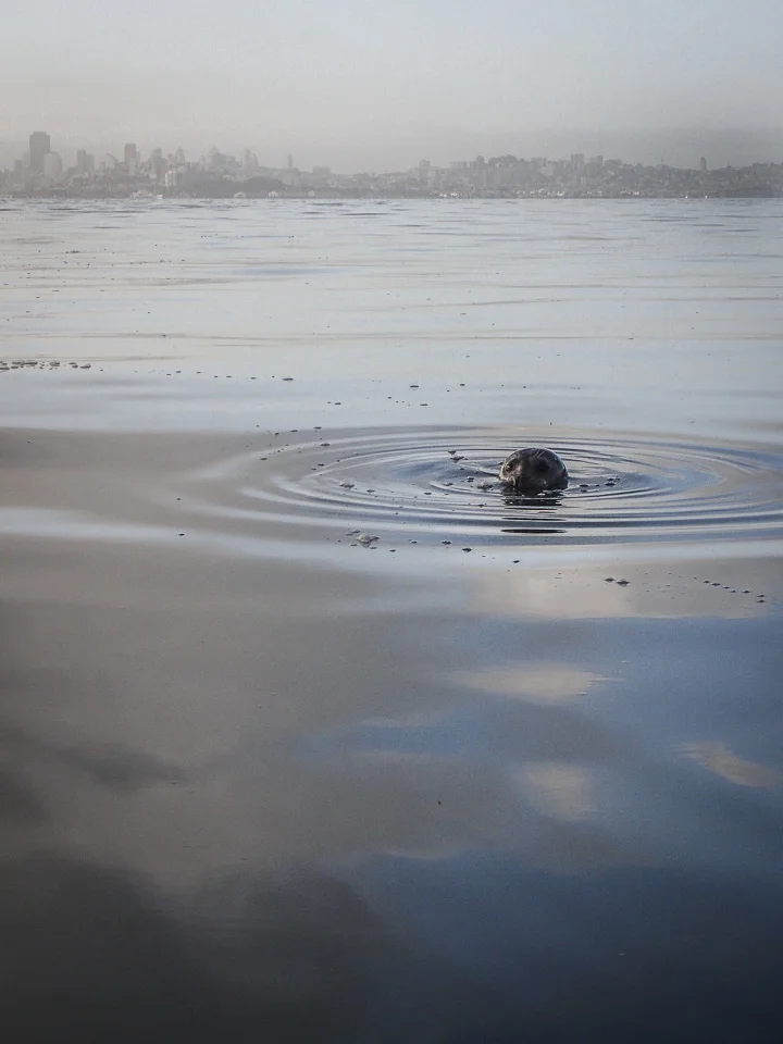 One of the many spies who watch us as we row on the San Francisco Bay. Photo taken sometime in May, 2015. Further details are classified. ; )