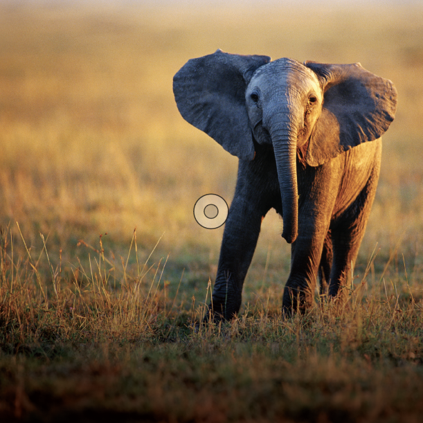 WWF: Nature Needs Us Now