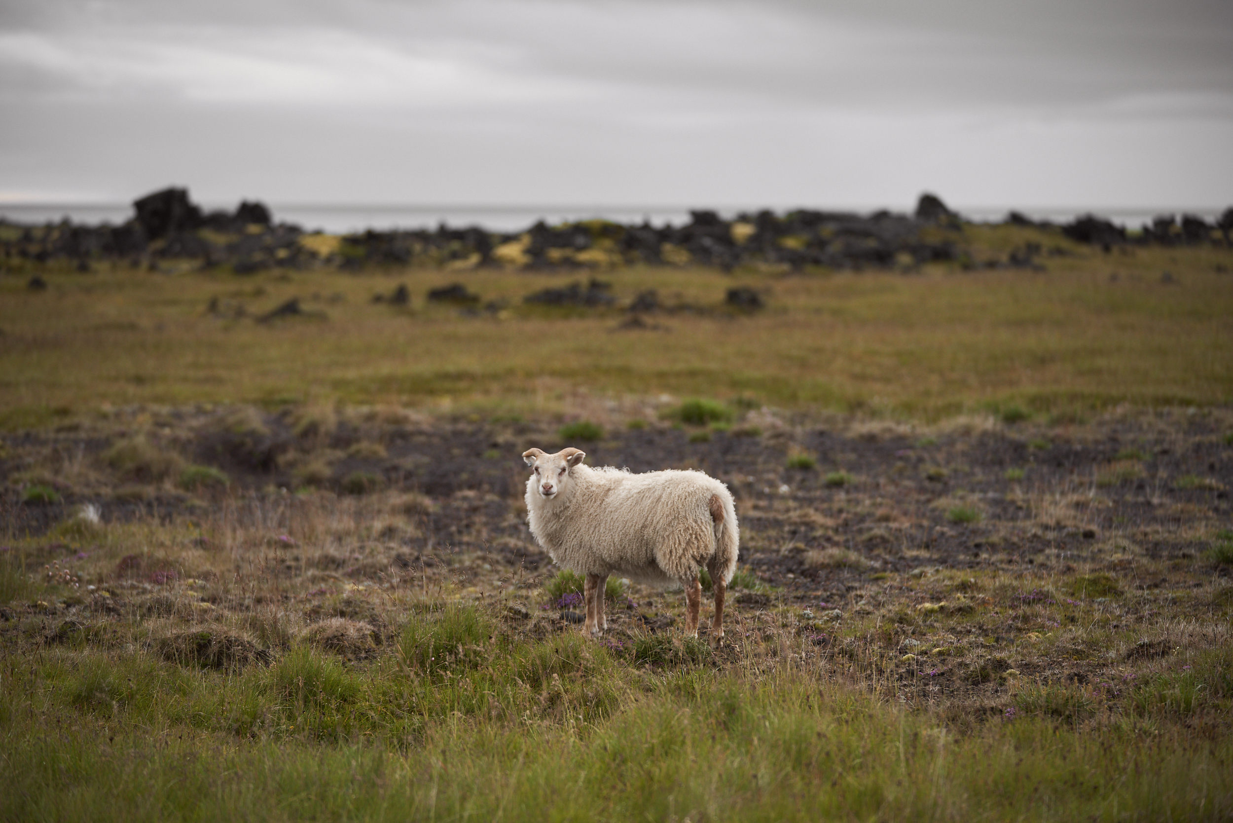 Iceland 2018-0005.jpg