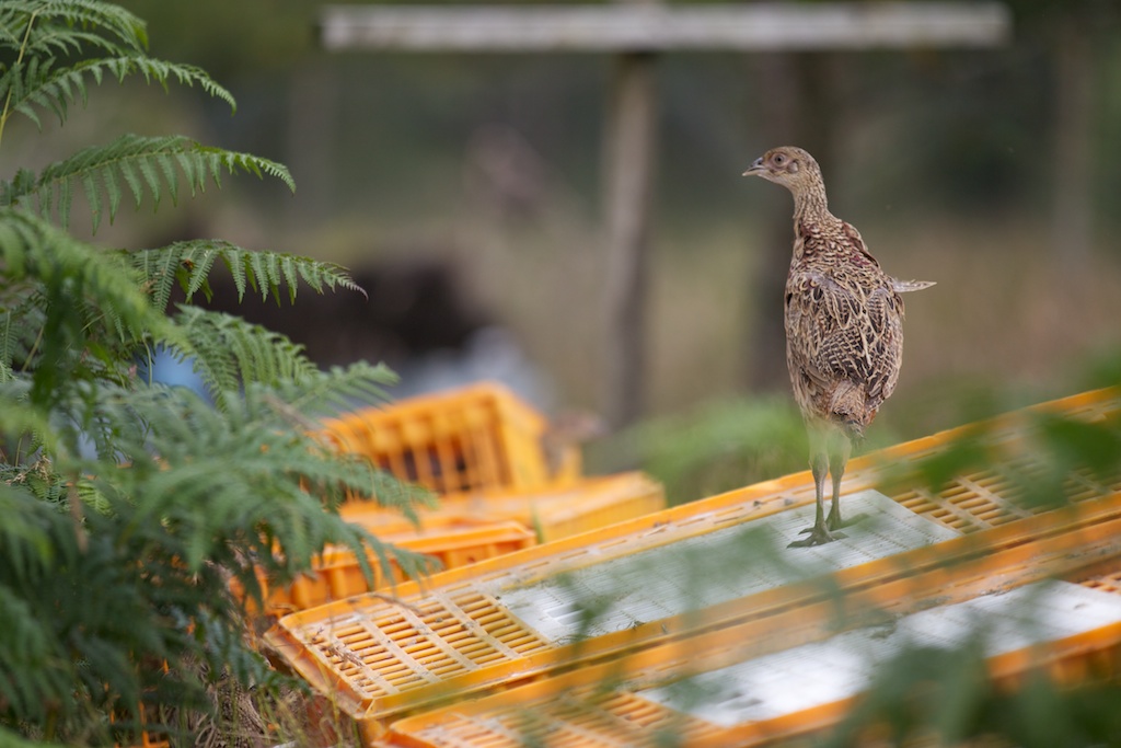 They are released into the ticker parts of the pens - where it is safer and there is more shelter.