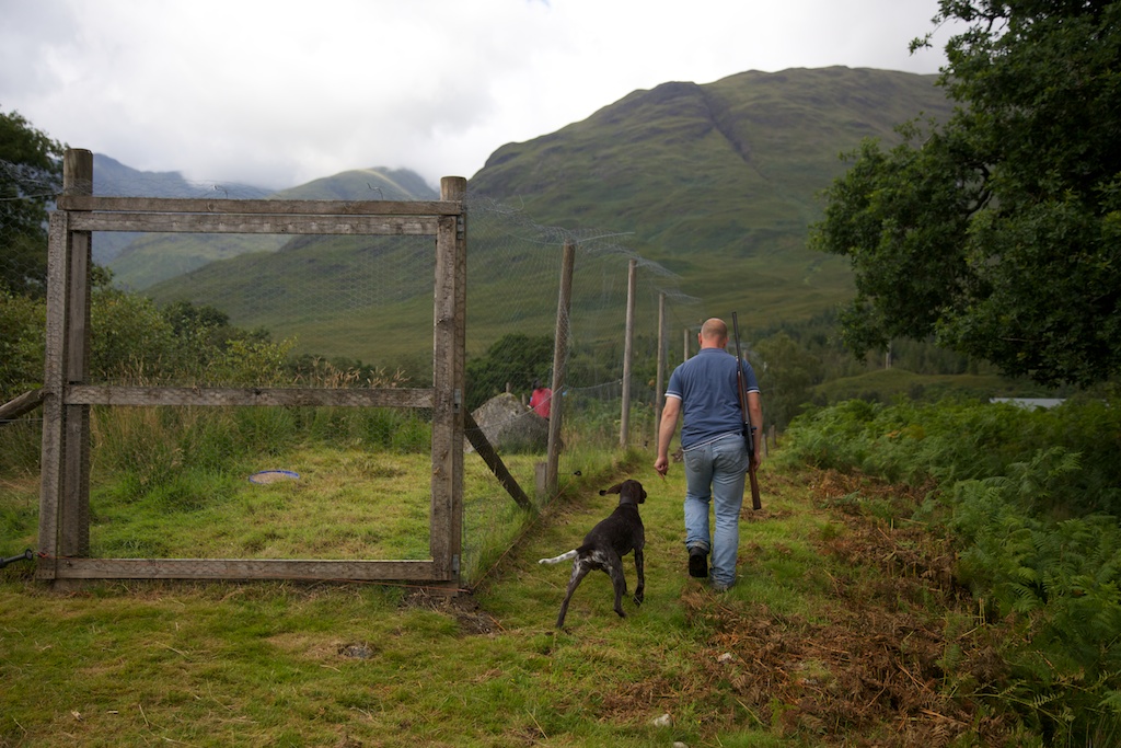 Thorn is always at Mark's side. He is only six months old but is already trained to carefully herd the young escaped poults back into the pens. 