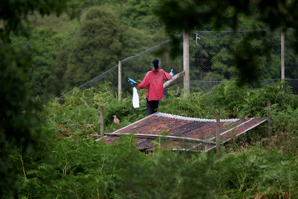 An unnatural amount of shelter is required to house an unnatural number of pheasants. 