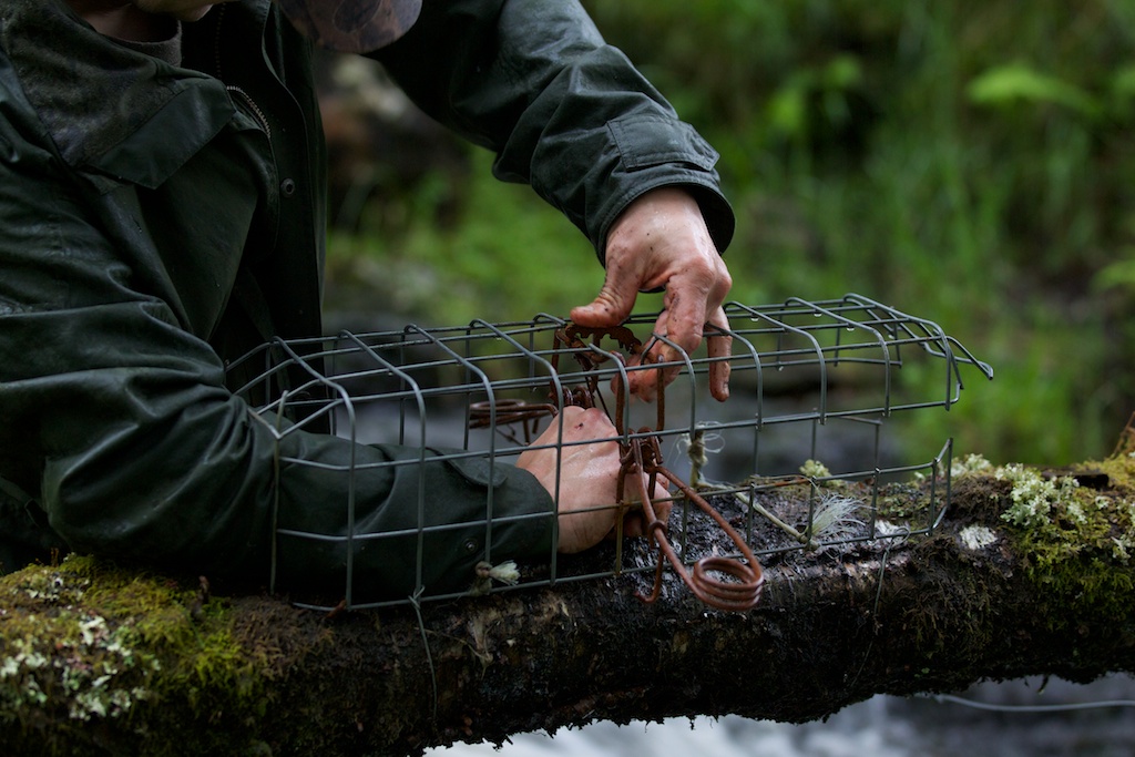 Mark setting a double magnum trap. This is only legal if in the cage - stopping any non-target species (like the protected pine marten) in. 