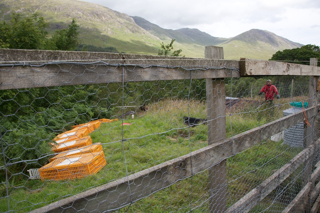 The pens are as much to keep the poults safe from predation as to avoid letting them escape. 