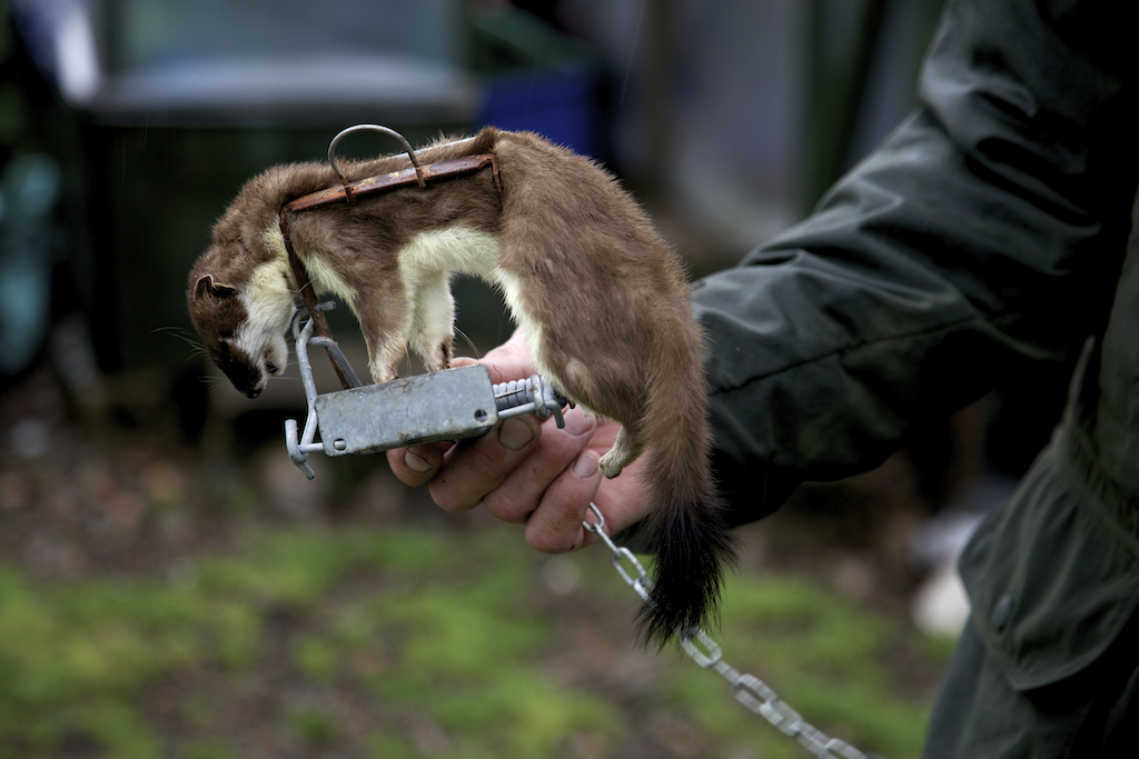 As Mark had not caught anything for some time (no need - there were no pheasants to protect), this stoat was actually taken from his freezer, to demonstrate a fen trap. 
