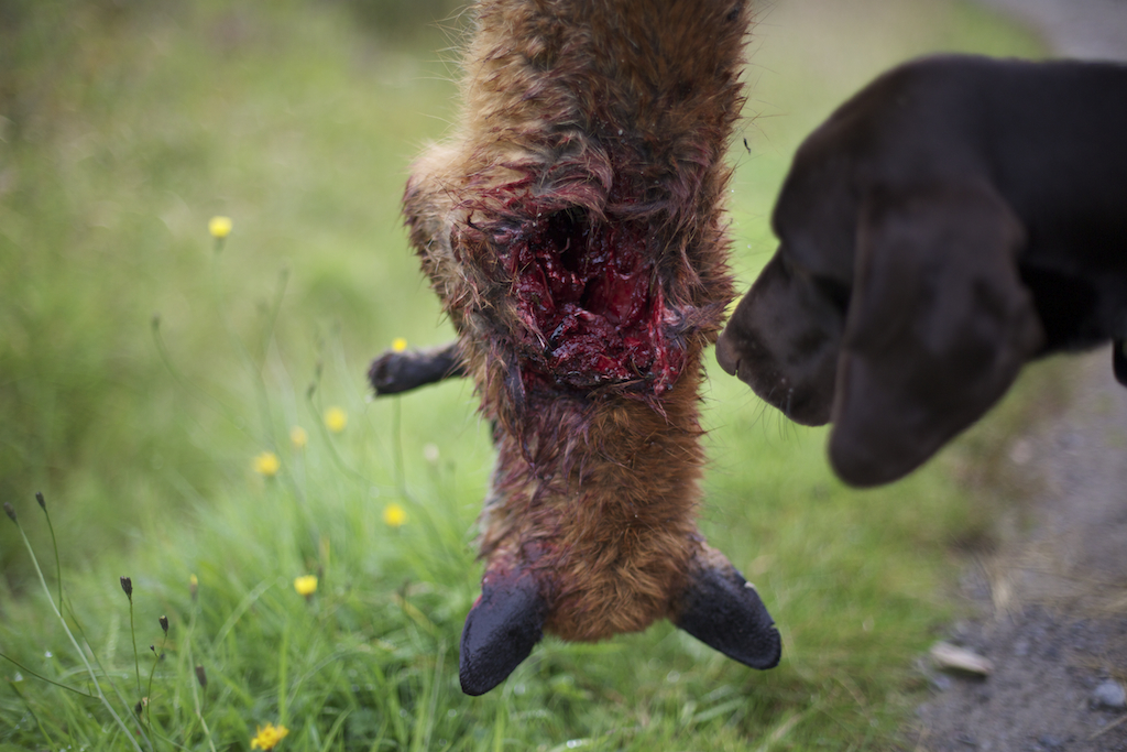 This fox was shot by Mark after an all-night wait. The longest stakeout he has ever done during lambing season was 50 hours; an indicator of the challenges in even seeing a fox, such is their skill at not being detected. 