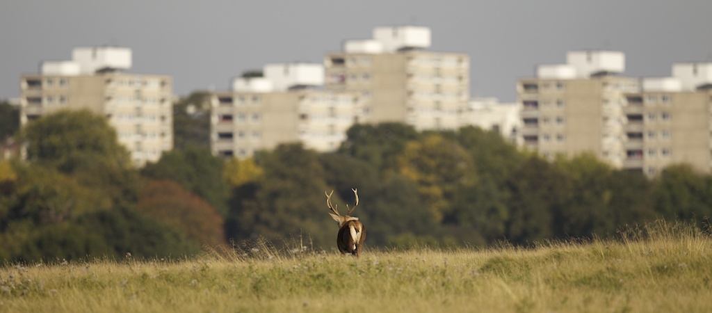 Red deer stag in front of the high rise buildings that border Richmond Park. 