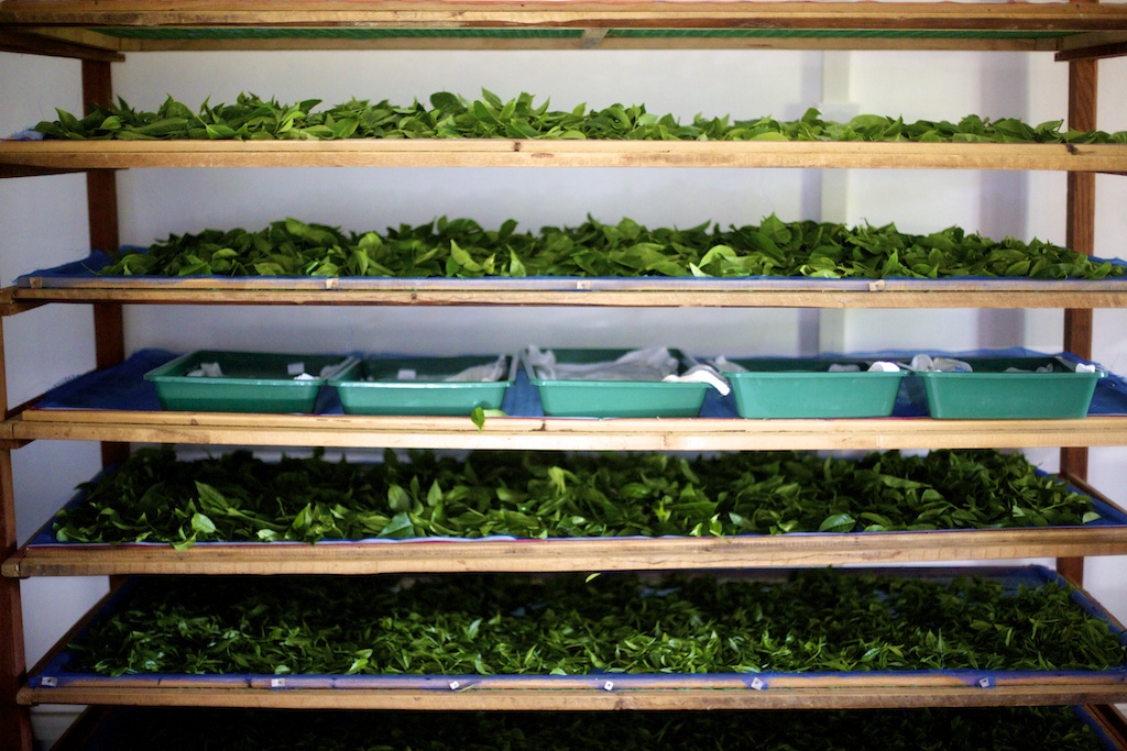 Wilting racks - different wilting times are required for differing teas