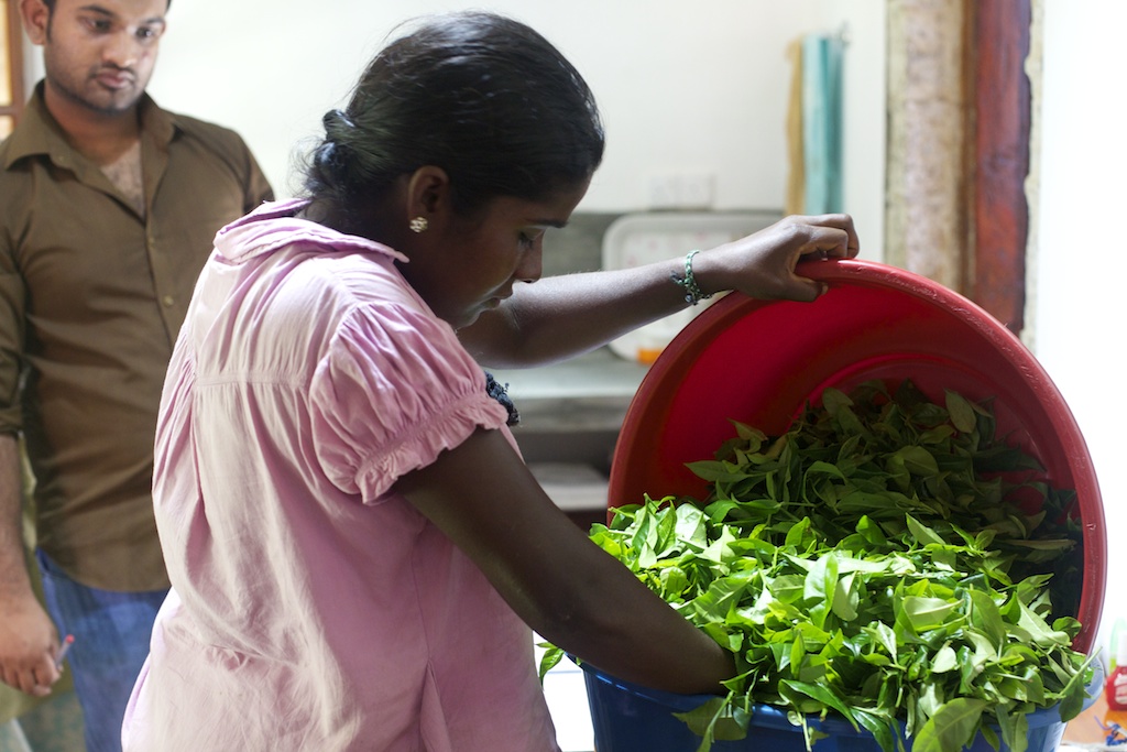 Thilakawathy’s picking, as with all processes at Amba, is weighed and recorded, to monitor picking performance, and to keep a close eye on all variables.