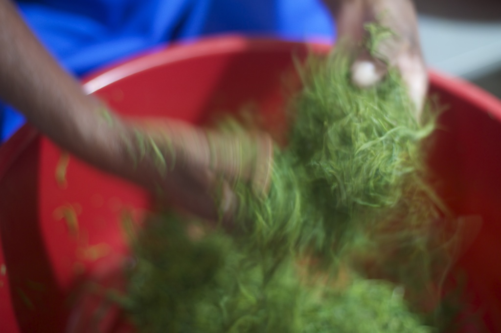 The rolling and developing methods are essential to the flavour. This is going to be pan roasted green tea. 