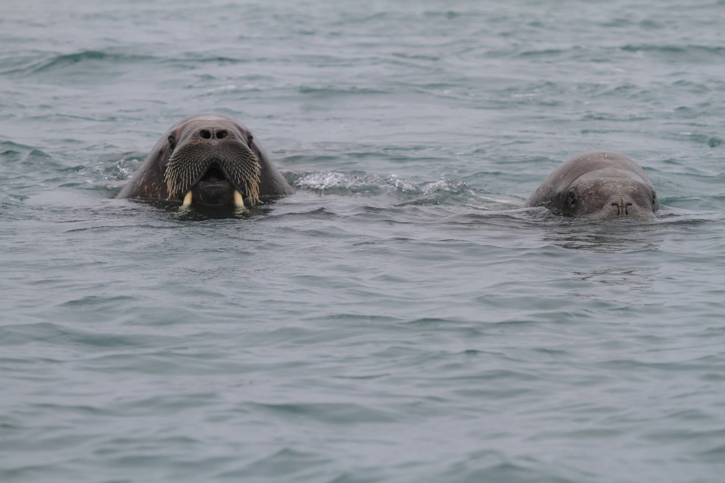 Polar Squarespace8.JPG