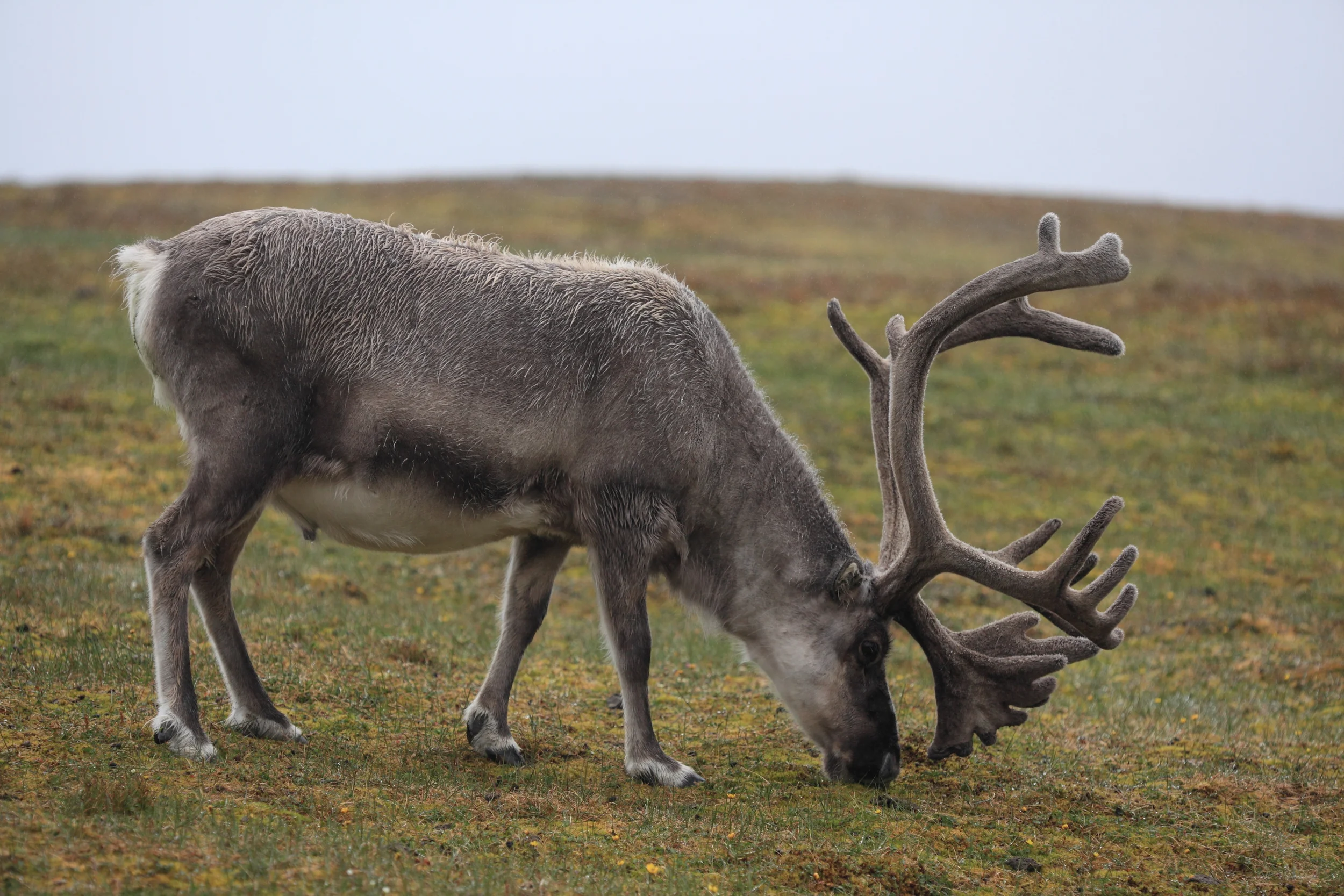 Polar Squarespace7.JPG