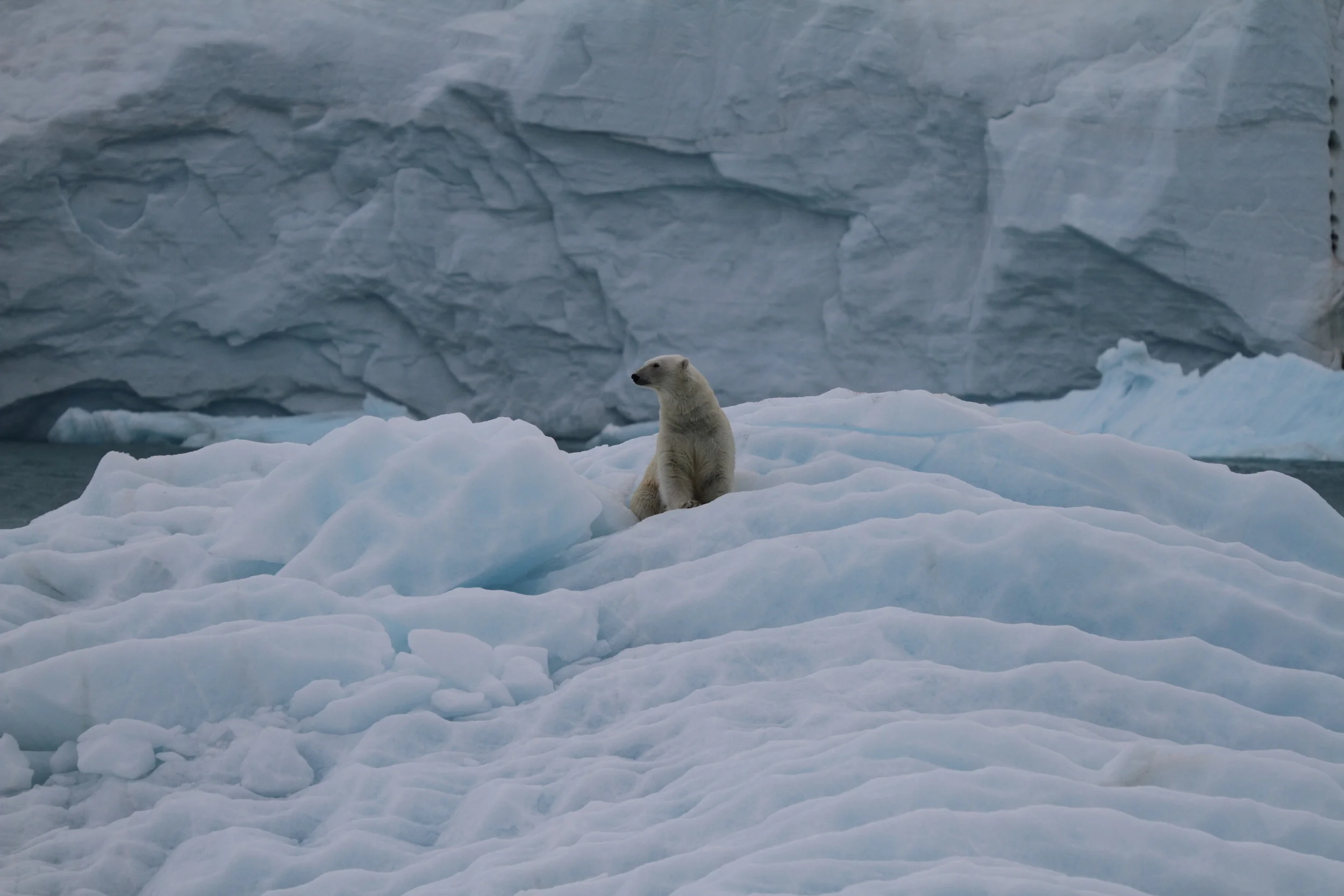 Polar Squarespace10.JPG