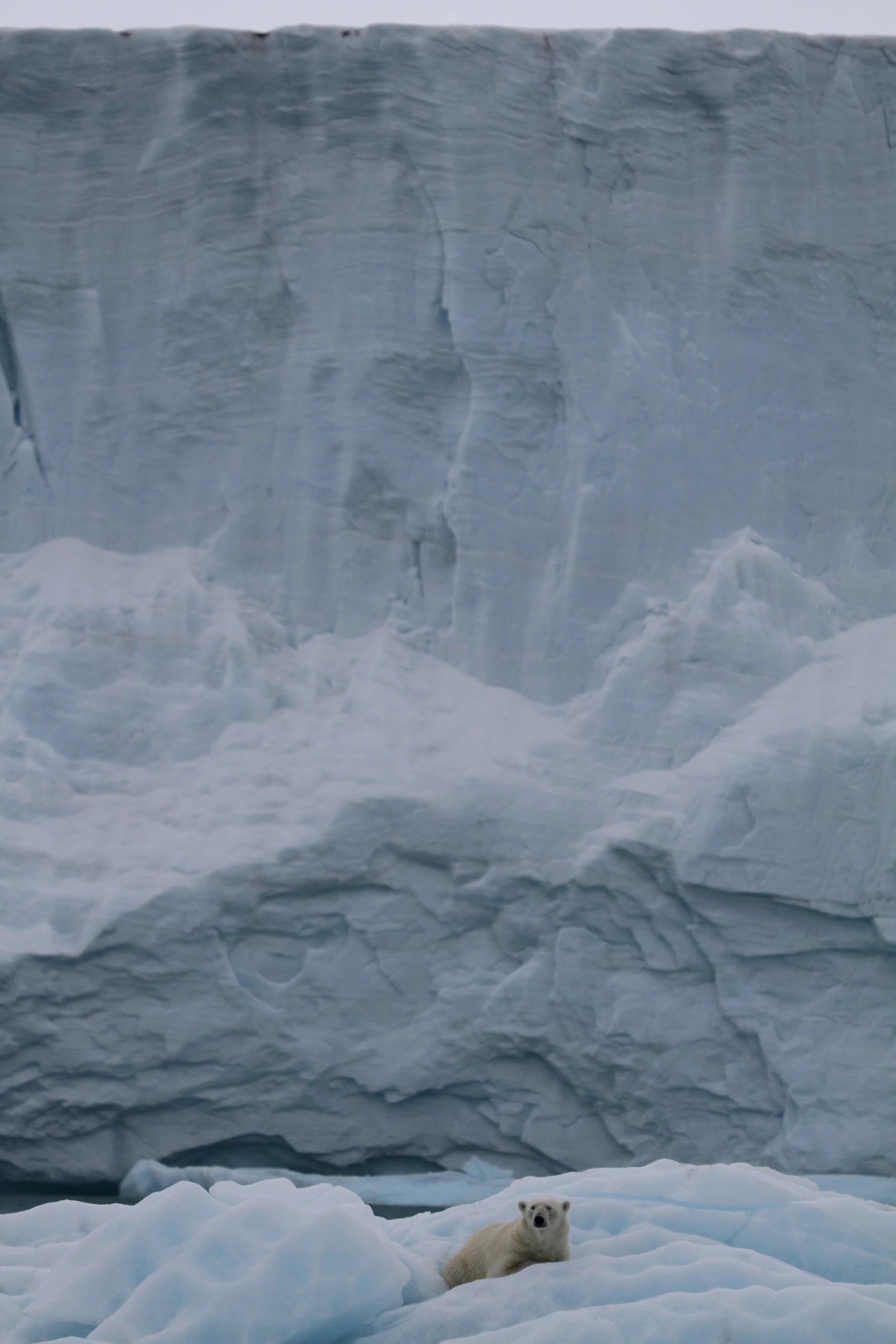 Polar Squarespace9.JPG