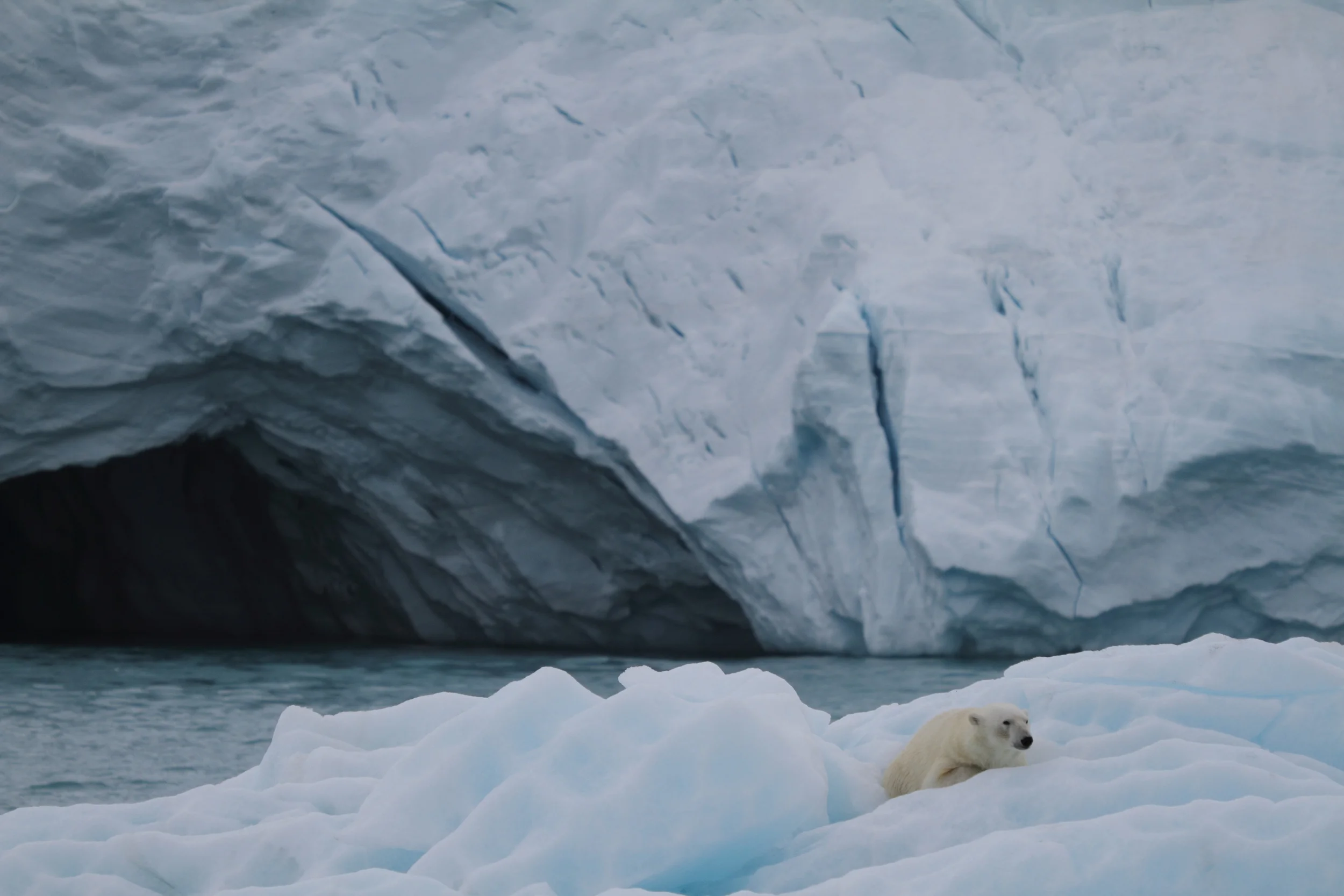 Polar Squarespace11.JPG