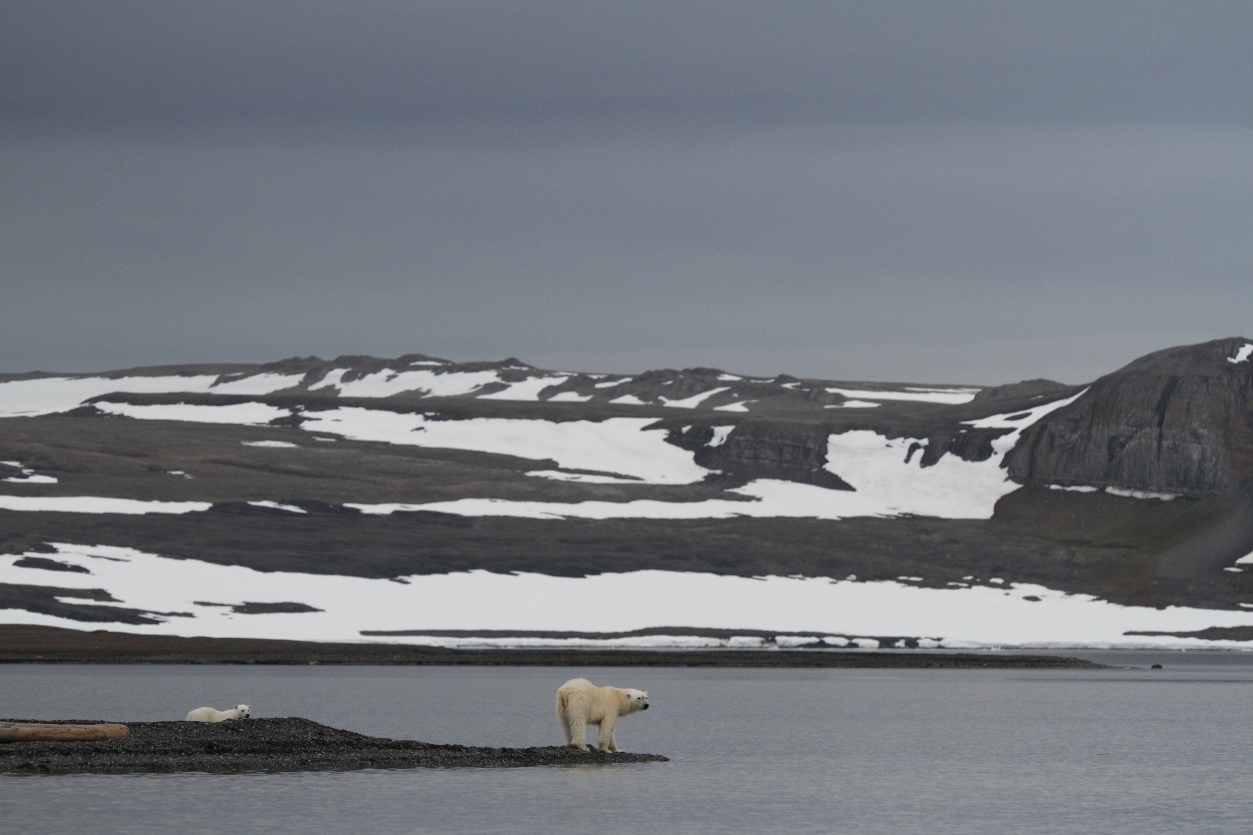 Polar Squarespace12.JPG