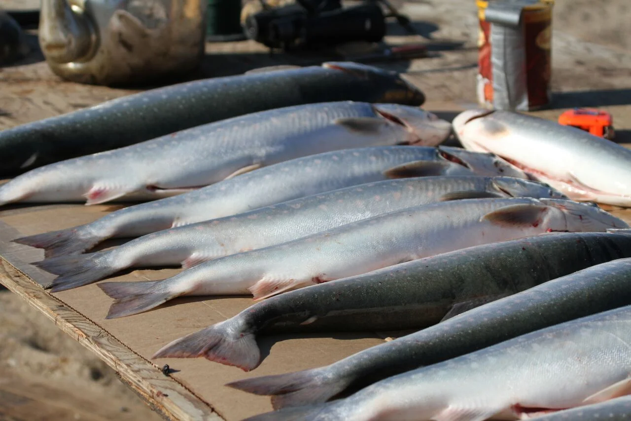 Wild Arctic Char
