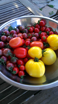 From Jason's backyard garden. Principe Borghese, perfect for drying, are the small, red tomatoes. The larger yellow guys are grown to eat when picked: think BLTs and Caprese salad. 