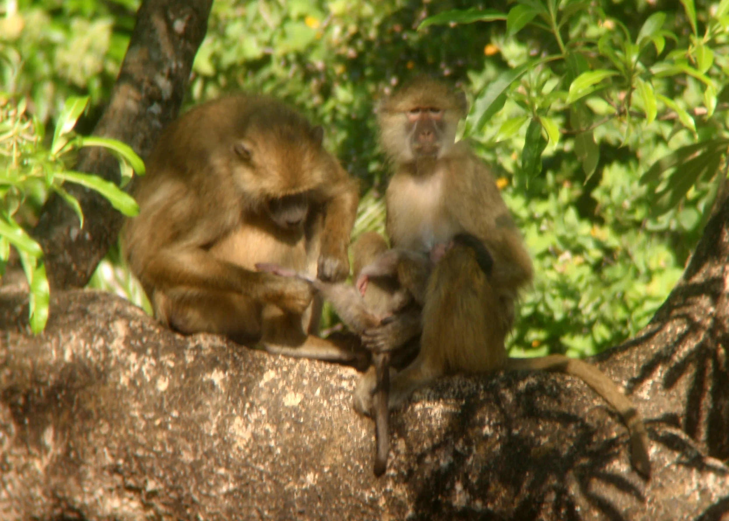 Kinda Baboons — Kasanka Baboon Project