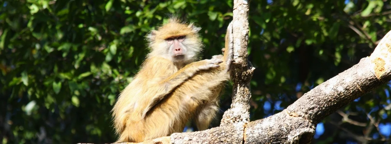 Kinda Baboons — Kasanka Baboon Project