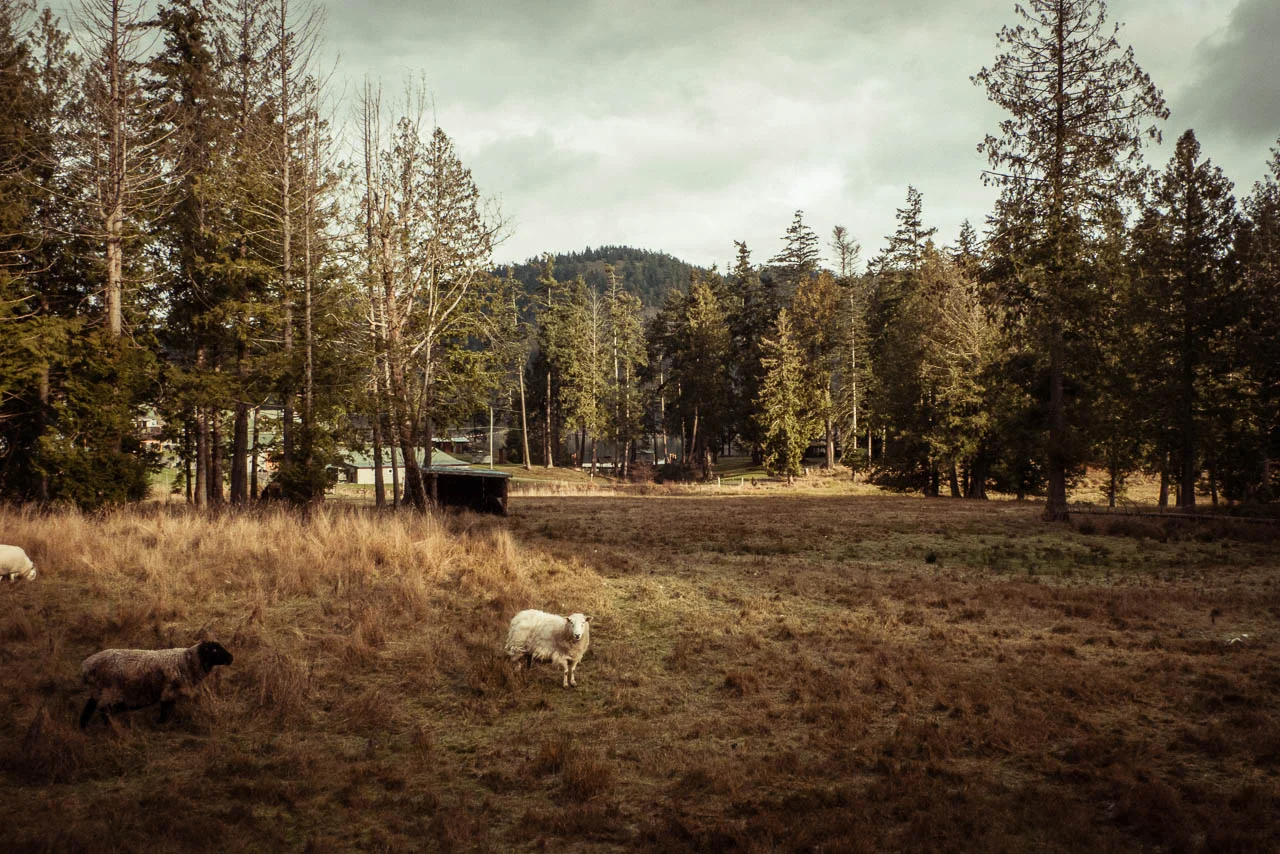 penderisland.jpg