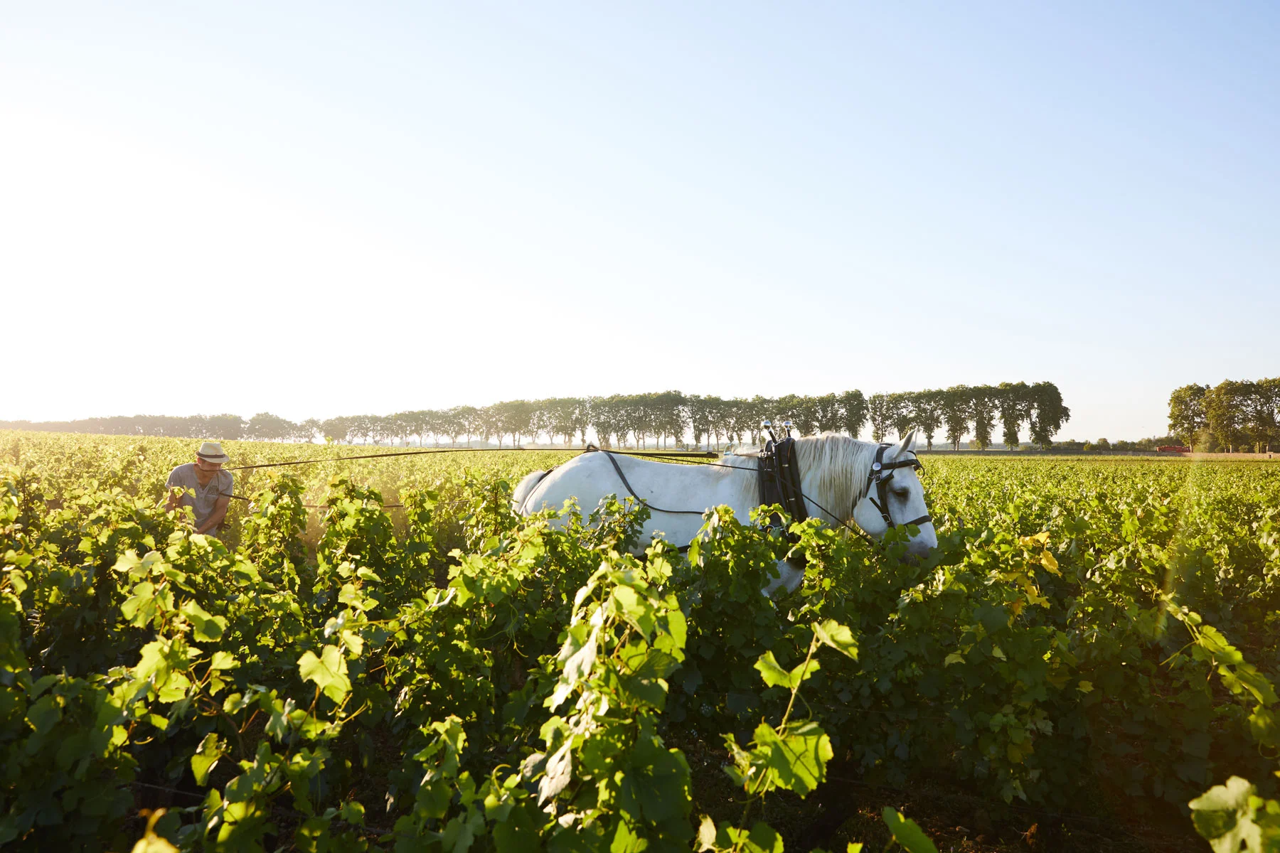 MADE BY NATURE IN FRANCE CAMPAIGN | CREATIVE DIRECTION