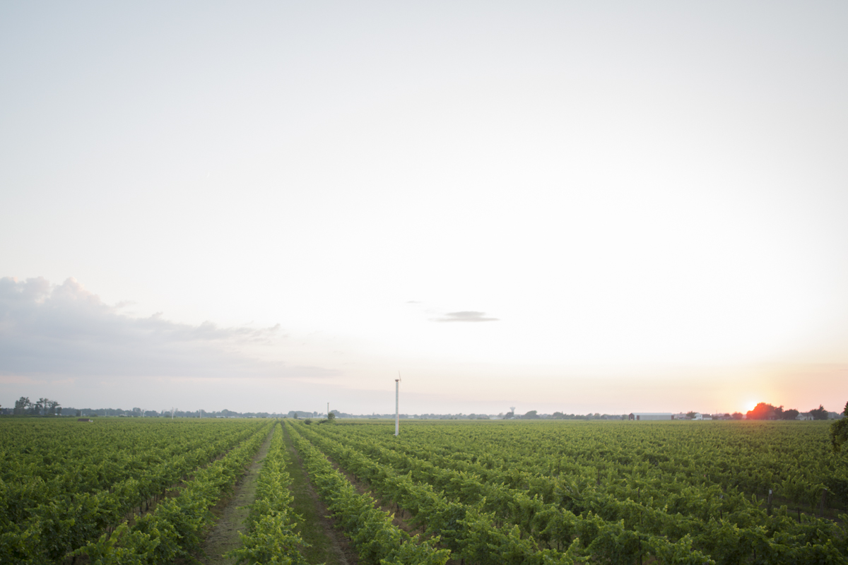 eva-derrick-photography-scenic-vineyard-slouds-sunset-photo.jpg