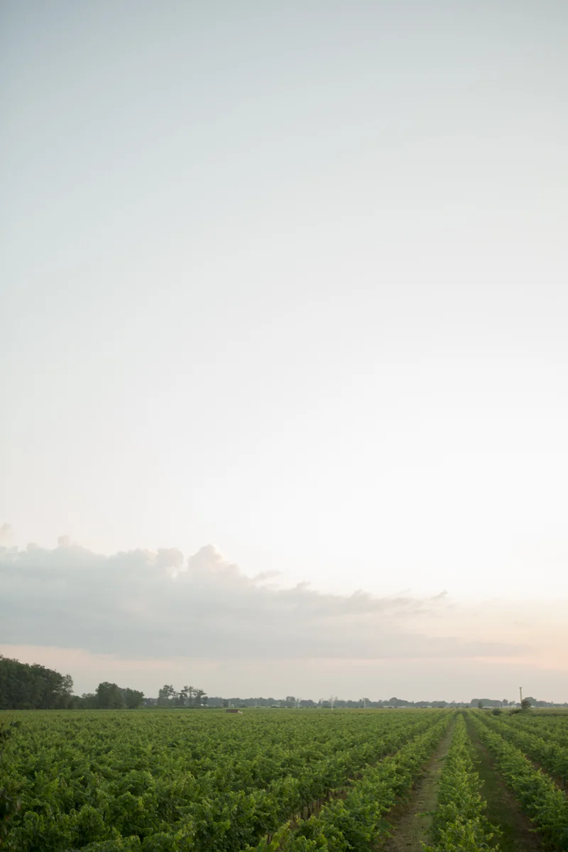 eva-derrick-photography-scenic-vineyard-slouds-sunset-photo.jpg