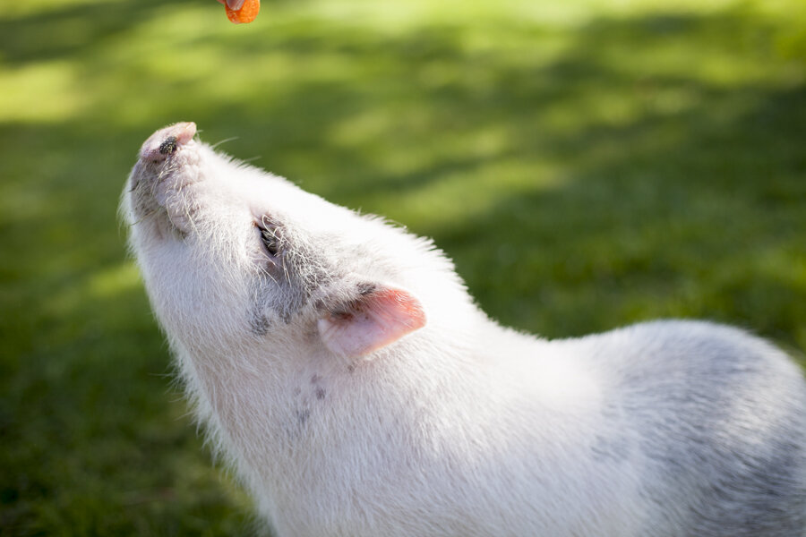 niagara-on-the-lake-photographer-pet-photographer-pot-belly-pig-fenwick-photographer-1.jpg