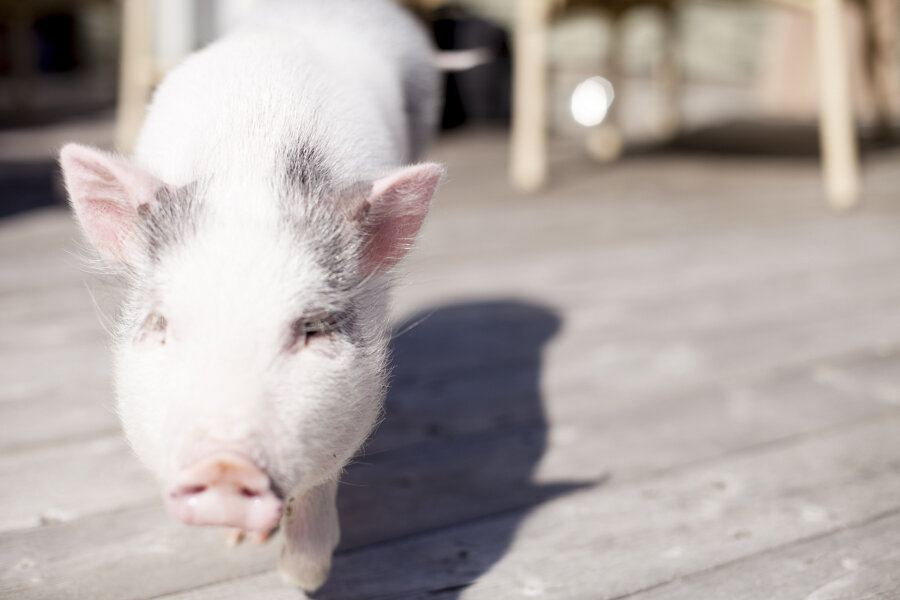 niagara-on-the-lake-photographer-pet-photographer-pot-belly-pig-fenwick-photographer-3.jpg