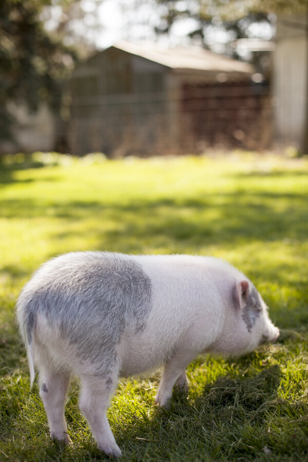 niagara-on-the-lake-photographer-pet-photographer-pot-belly-pig-fenwick-photographer-5.jpg