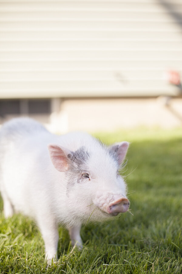 niagara-on-the-lake-photographer-pet-photographer-pot-belly-pig-fenwick-photographer.jpg