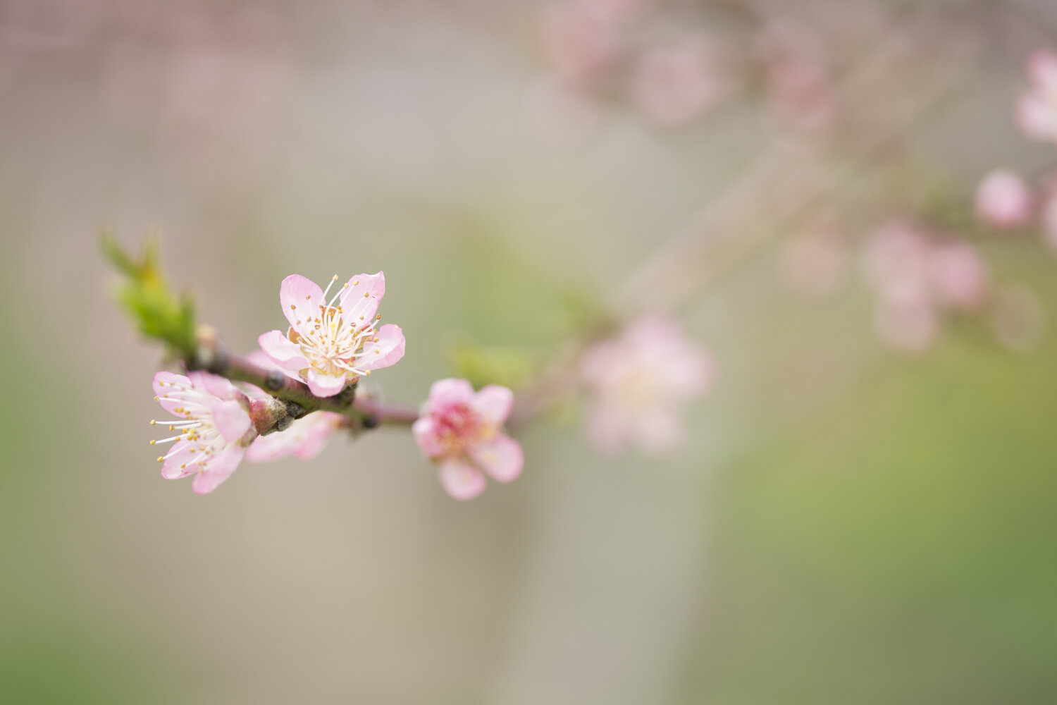 cherry-blossom-photography-niagara-on-the-lake-photographer-wedding-photographer-nature-photography-spring-1.jpg